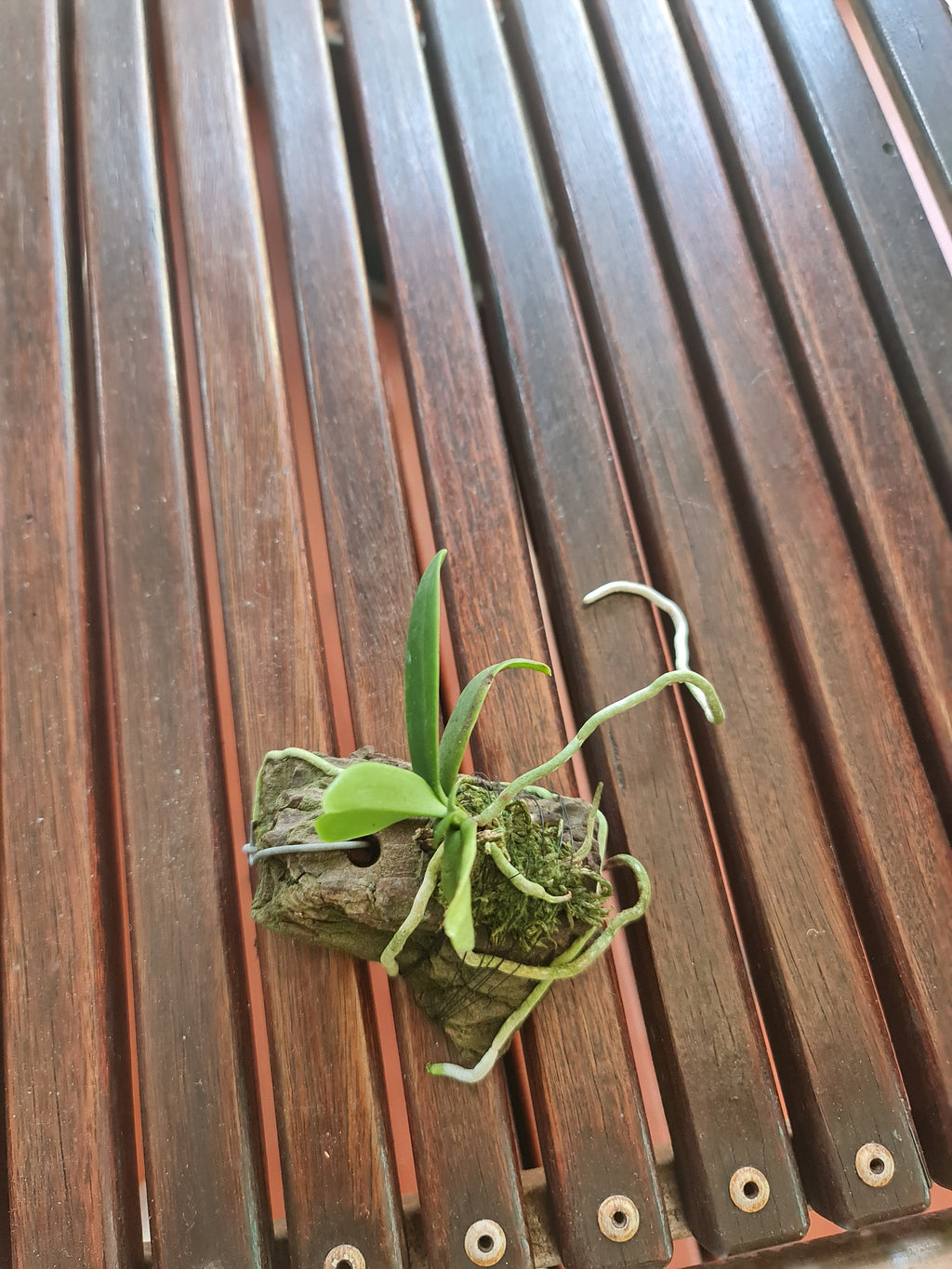 Sedirea Japonica (Fragrant Species From Japan)