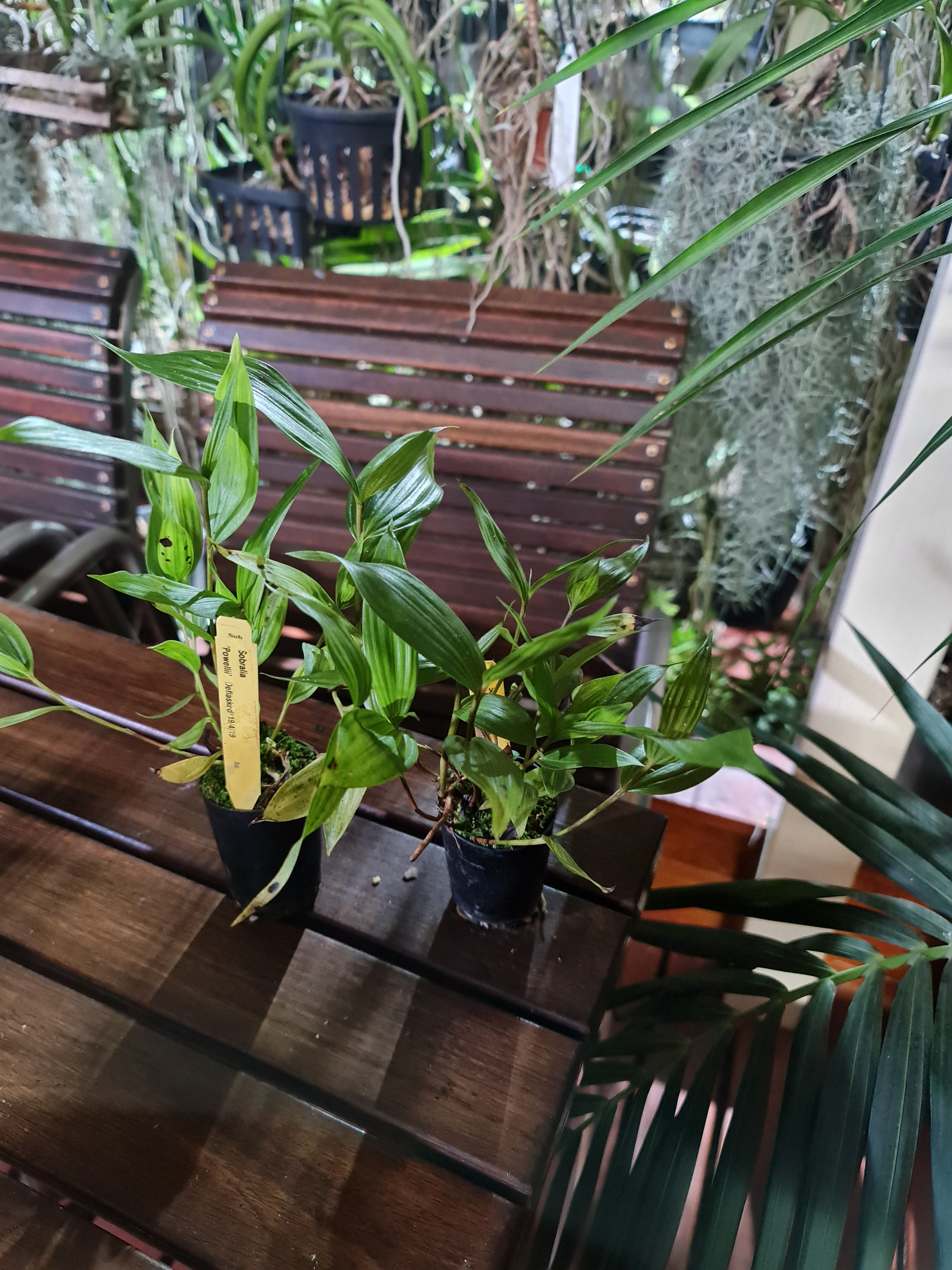 Sobralia Powellii (Fragrant Species From Ecuador) Secondary image