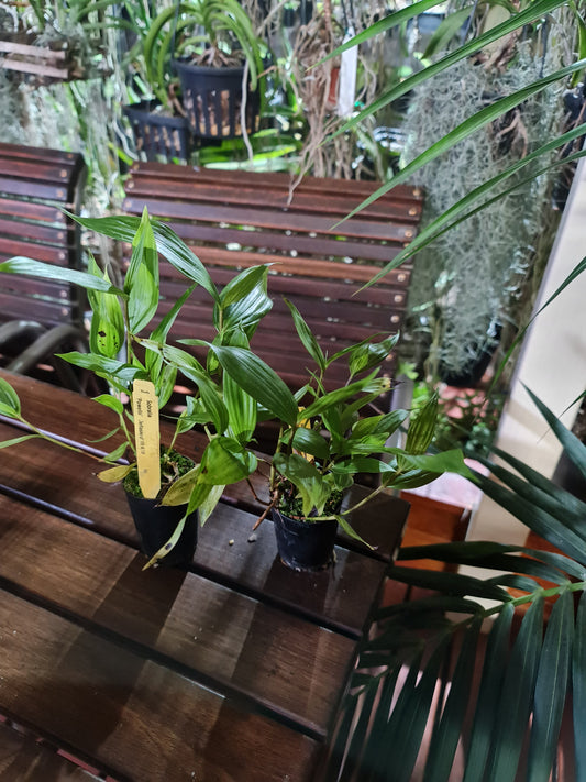 Sobralia Powellii (Fragrant Species From Ecuador)