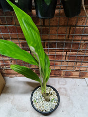 Phaius Tankervilleae (Swamp Orchid)