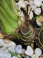 Phaius Tankervilleae (Swamp Orchid)