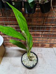 Phaius Tankervilleae (Swamp Orchid)