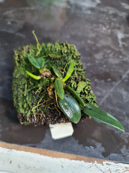 Bulbophyllum Frostii (Fragrant)