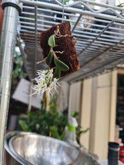 Dendrobium Linguiforme (Thumbnail Orchid)