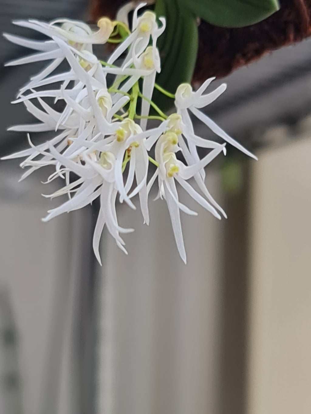 Dendrobium Linguiforme (Thumbnail Orchid)