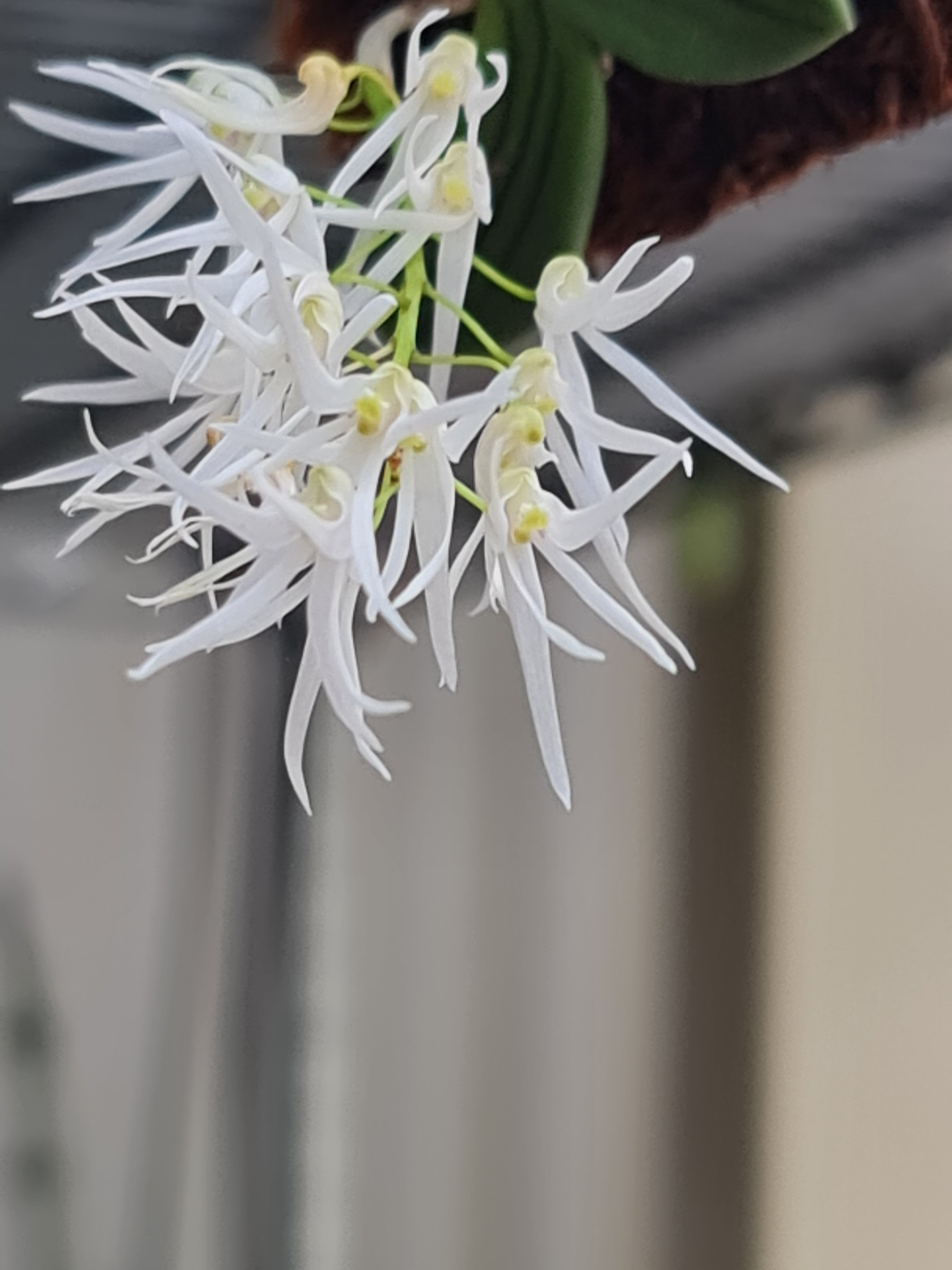 Dendrobium Linguiforme (Thumbnail Orchid)