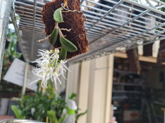 Dendrobium Linguiforme (Thumbnail Orchid)