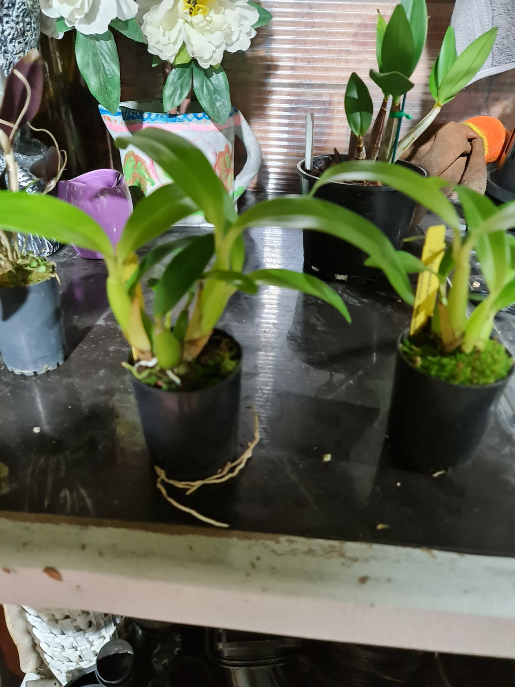 Epidendrum Brassavolae (Fragrant)