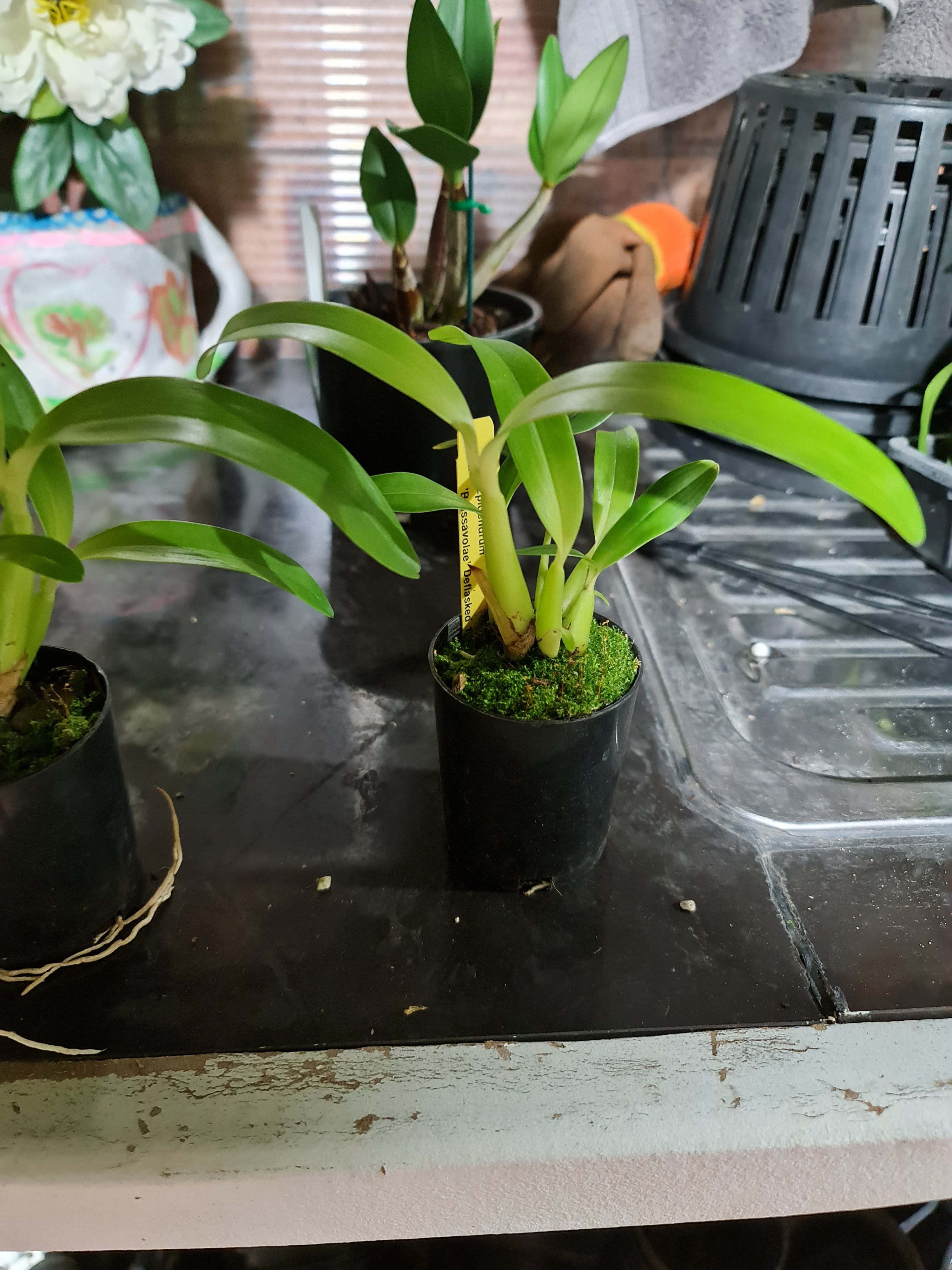 Epidendrum Brassavolae (Fragrant)