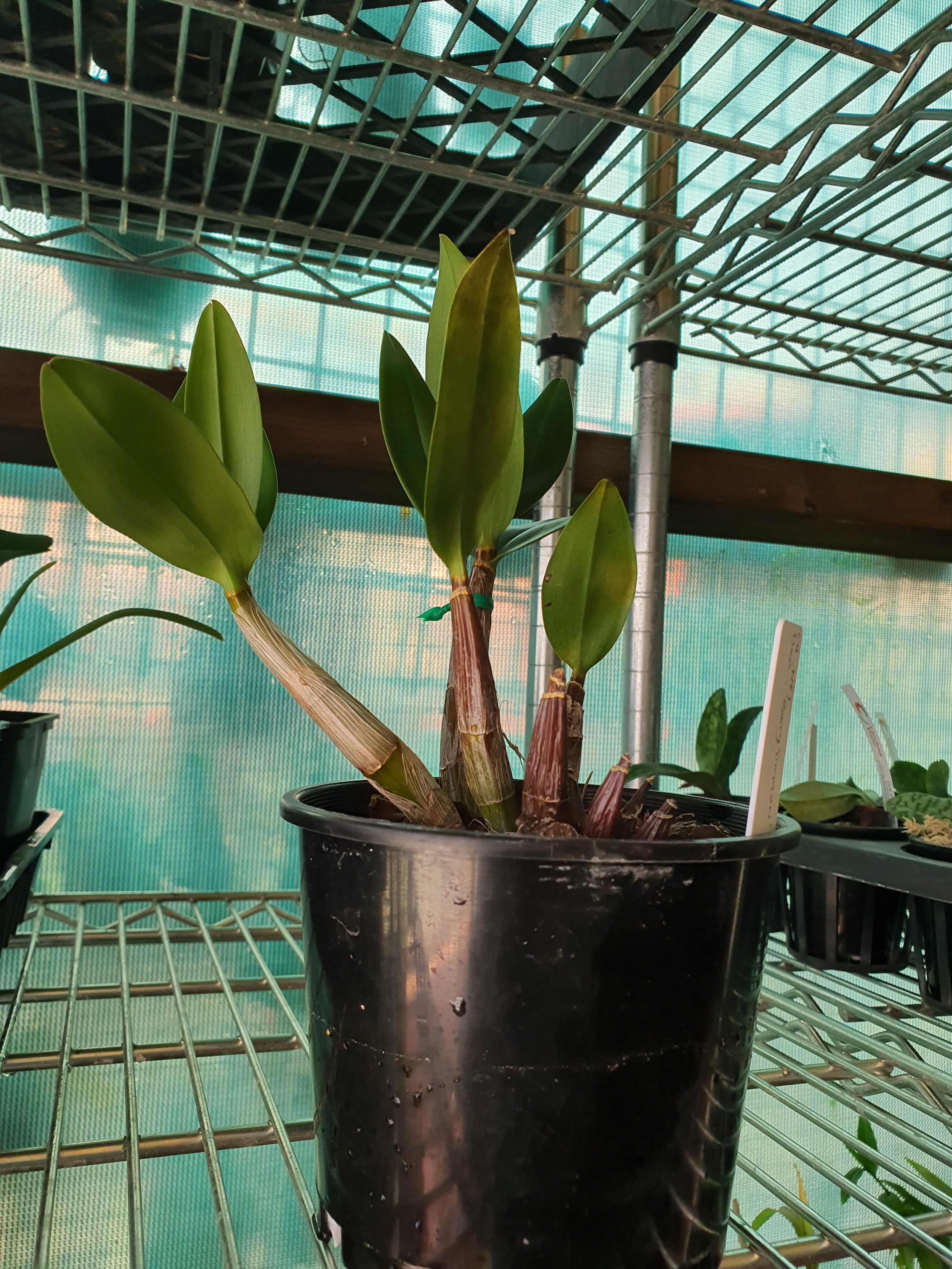 Dendrobium Barry Simpson (Fragrant) Main image