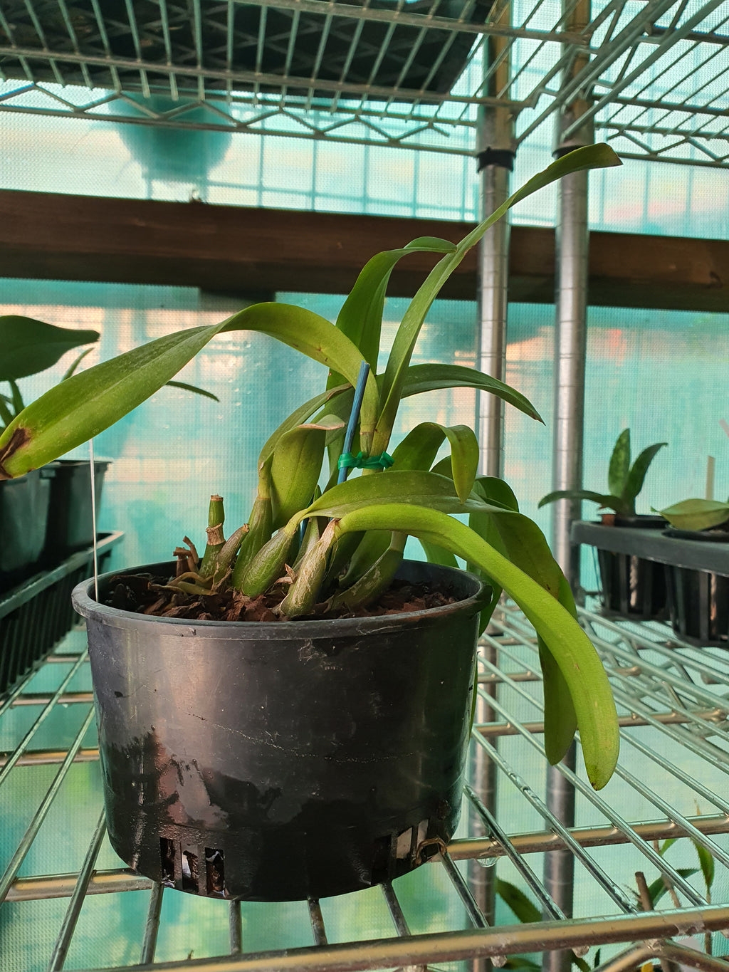 Potinara Memorial Gold 'Canary BM/JOGA X Encyclia tampensis Var. Alba 'Mendenhall'