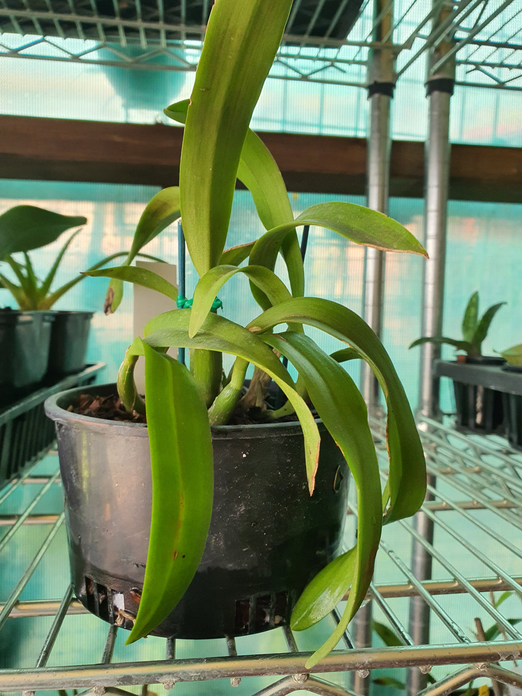 Potinara Memorial Gold 'Canary BM/JOGA X Encyclia tampensis Var. Alba 'Mendenhall'