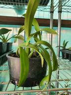 Potinara Memorial Gold 'Canary BM/JOGA X Encyclia tampensis Var. Alba 'Mendenhall'