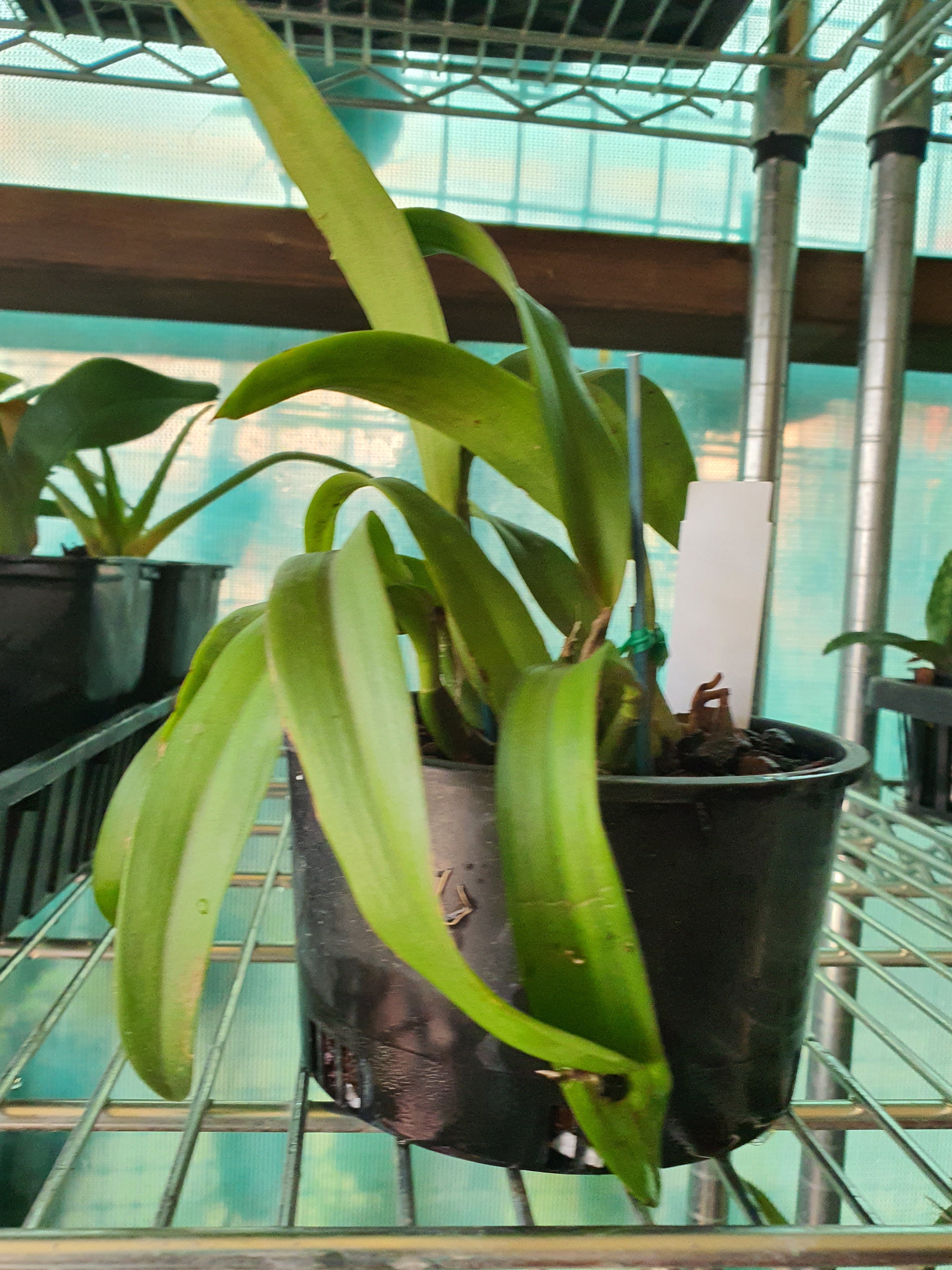 Potinara Memorial Gold 'Canary BM/JOGA X Encyclia tampensis Var. Alba 'Mendenhall'
