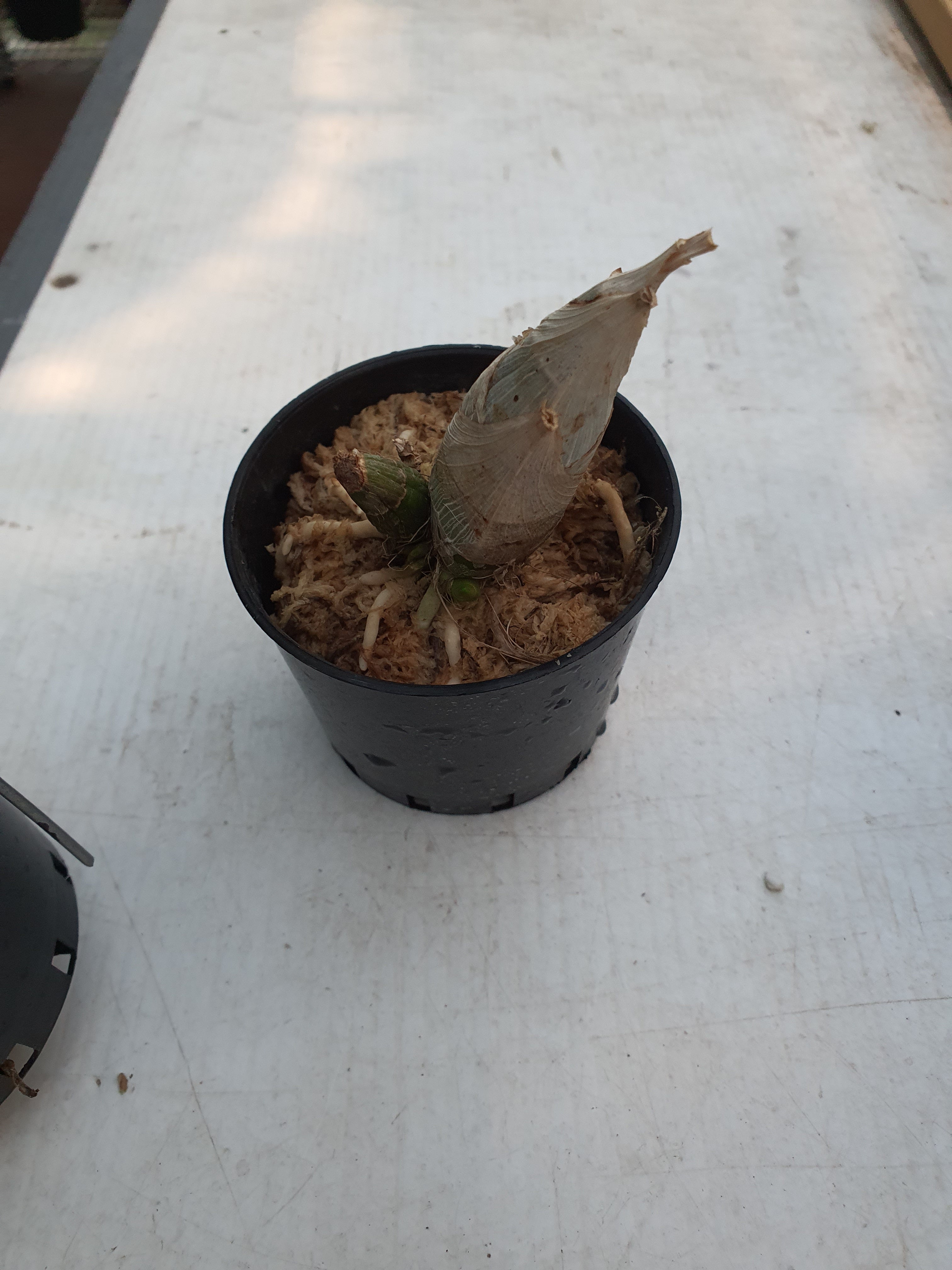 Catasetum After Dark 'Black Cherry Red' Secondary image