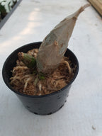 Catasetum After Dark 'Black Cherry Red'