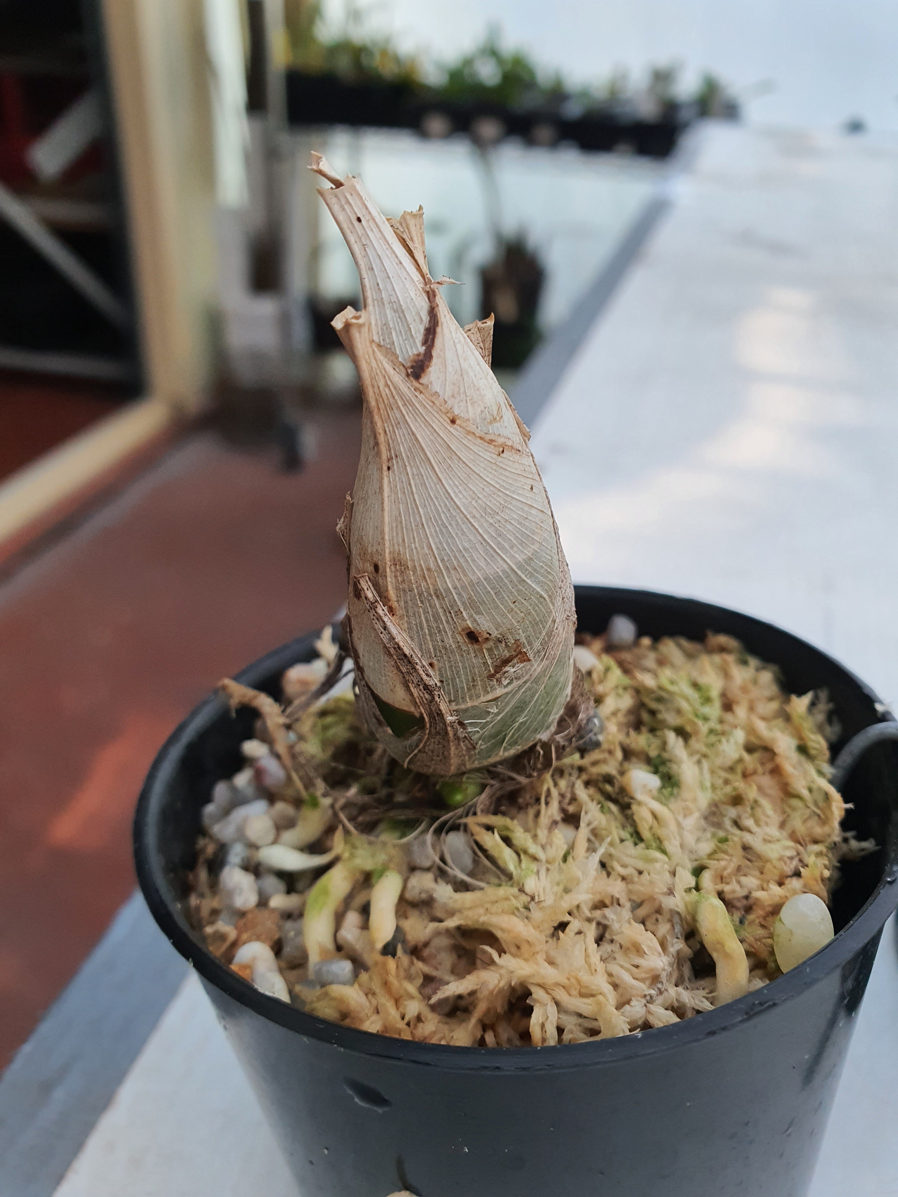 Catasetum After Dark 'Black Cherry Red'