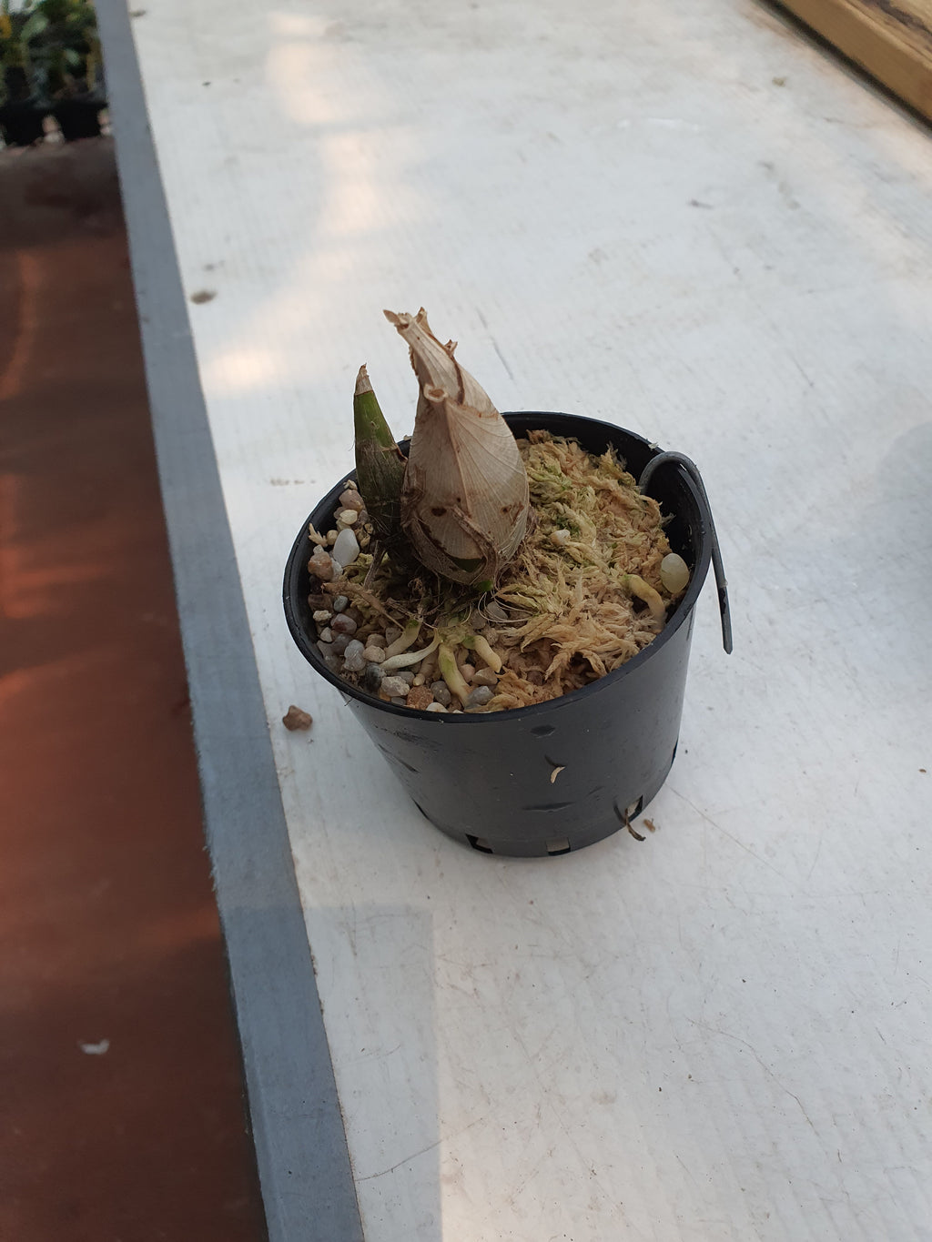 Catasetum After Dark 'Black Cherry Red'