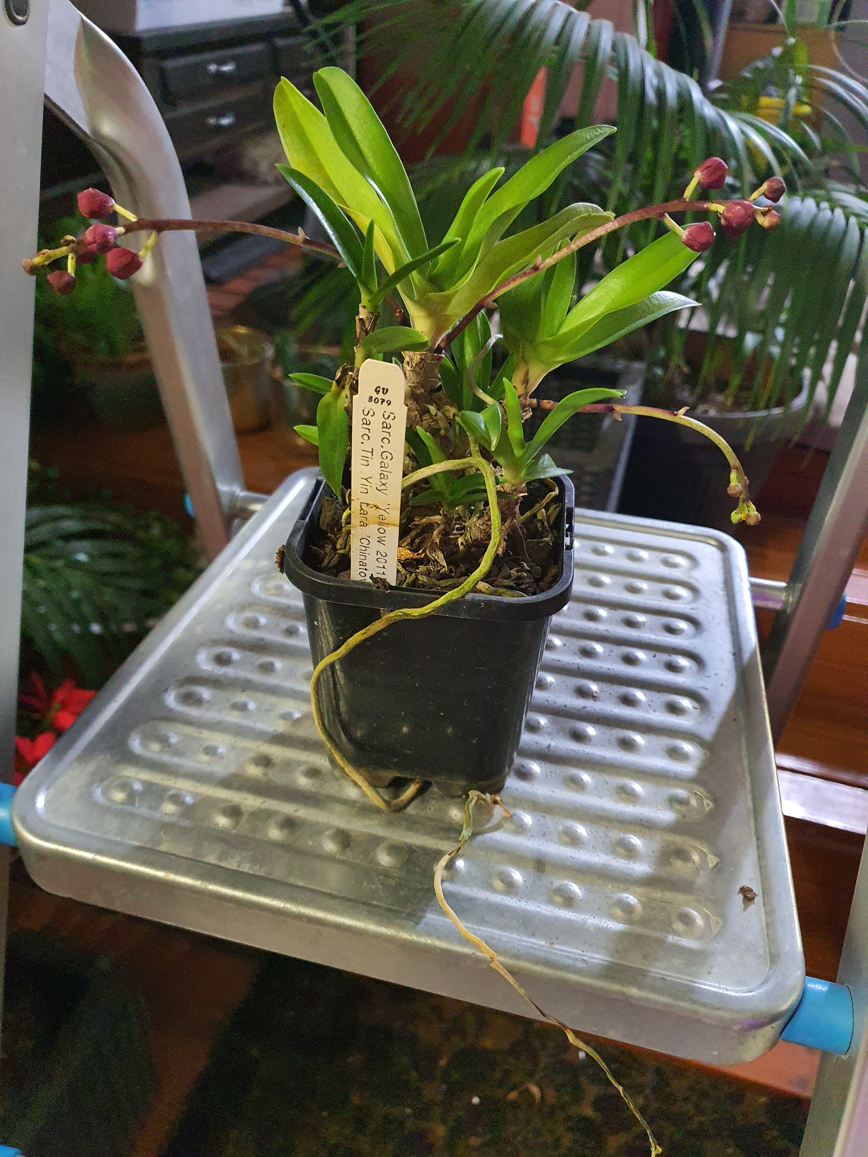 (Flowering Now)Sarc. Galaxy 'Yellow 2011' X Sarc. Tin Yin  Lara 'Chinatown'