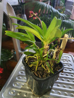 (Flowering Now)Sarc. Galaxy 'Yellow 2011' X Sarc. Tin Yin  Lara 'Chinatown'