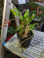 (Flowering Now)Sarc. Galaxy 'Yellow 2011' X Sarc. Tin Yin  Lara 'Chinatown'