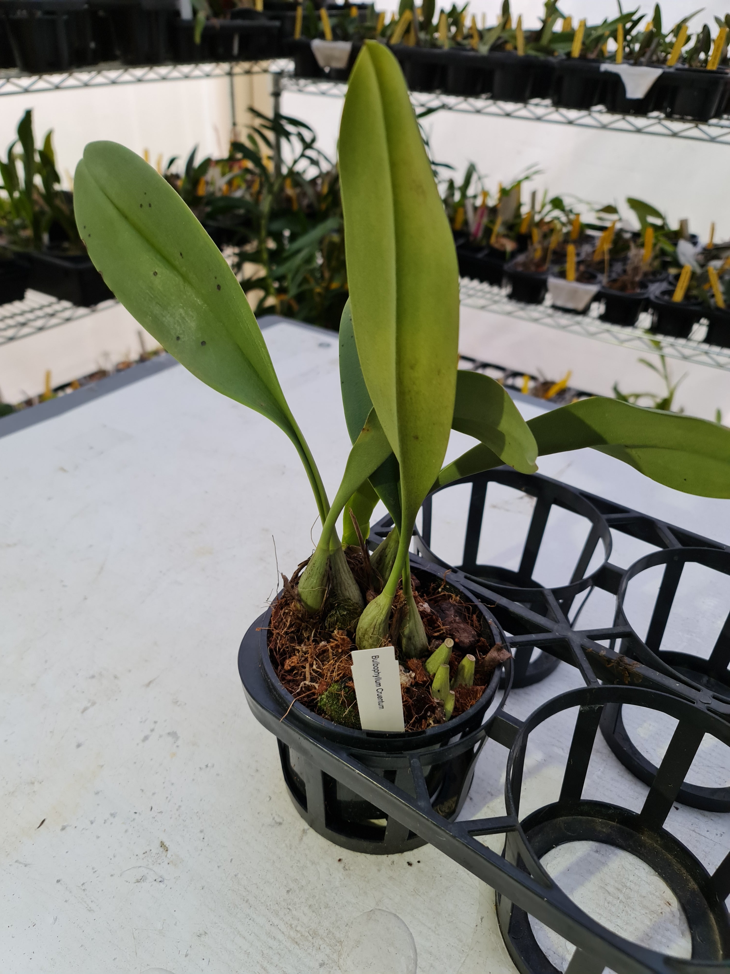 Bulbophyllum Cruentum Secondary image