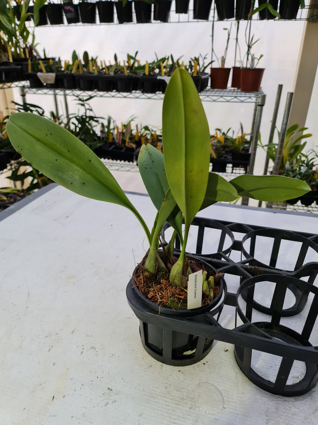 Bulbophyllum Cruentum