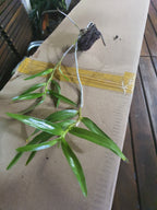 Dendrobium Hercoglossum (Fragrant Species)
