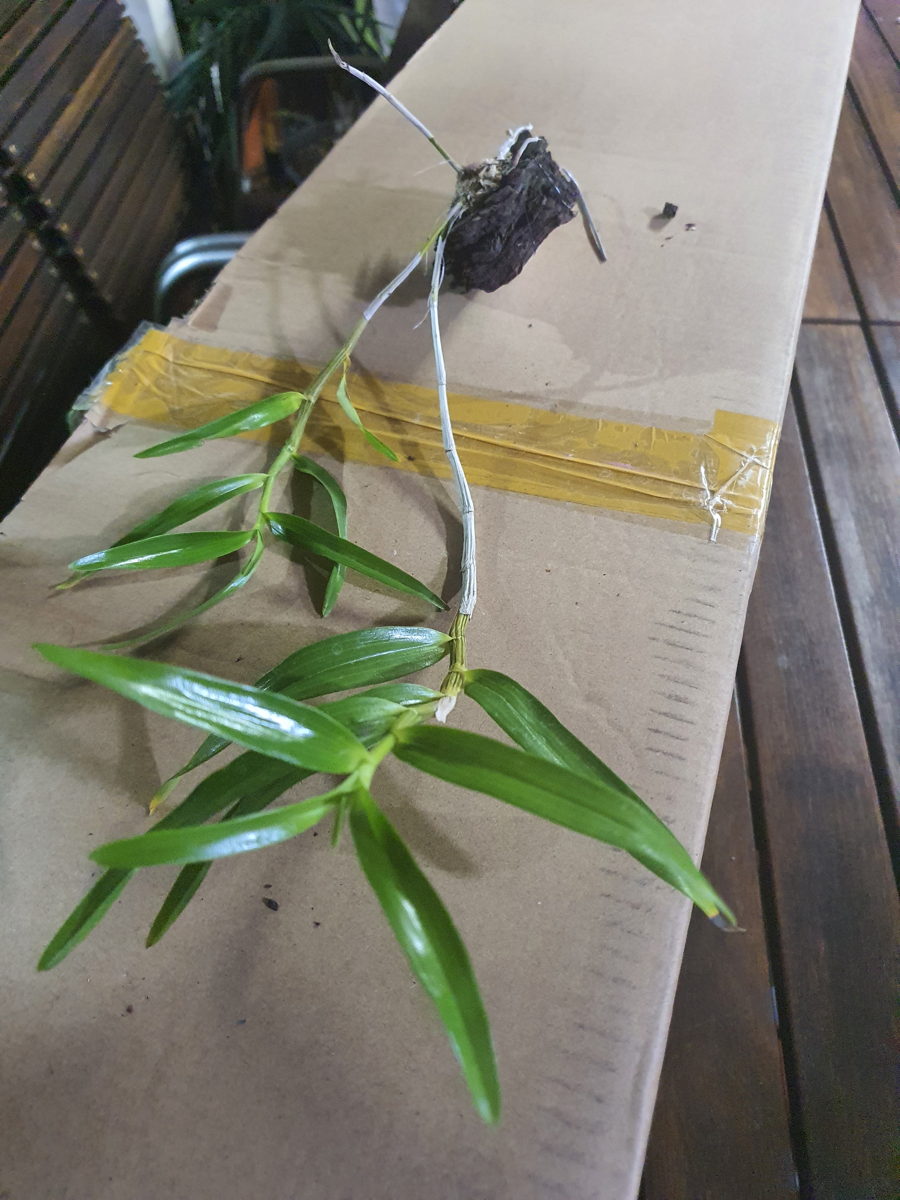 Dendrobium Hercoglossum (Fragrant Species)