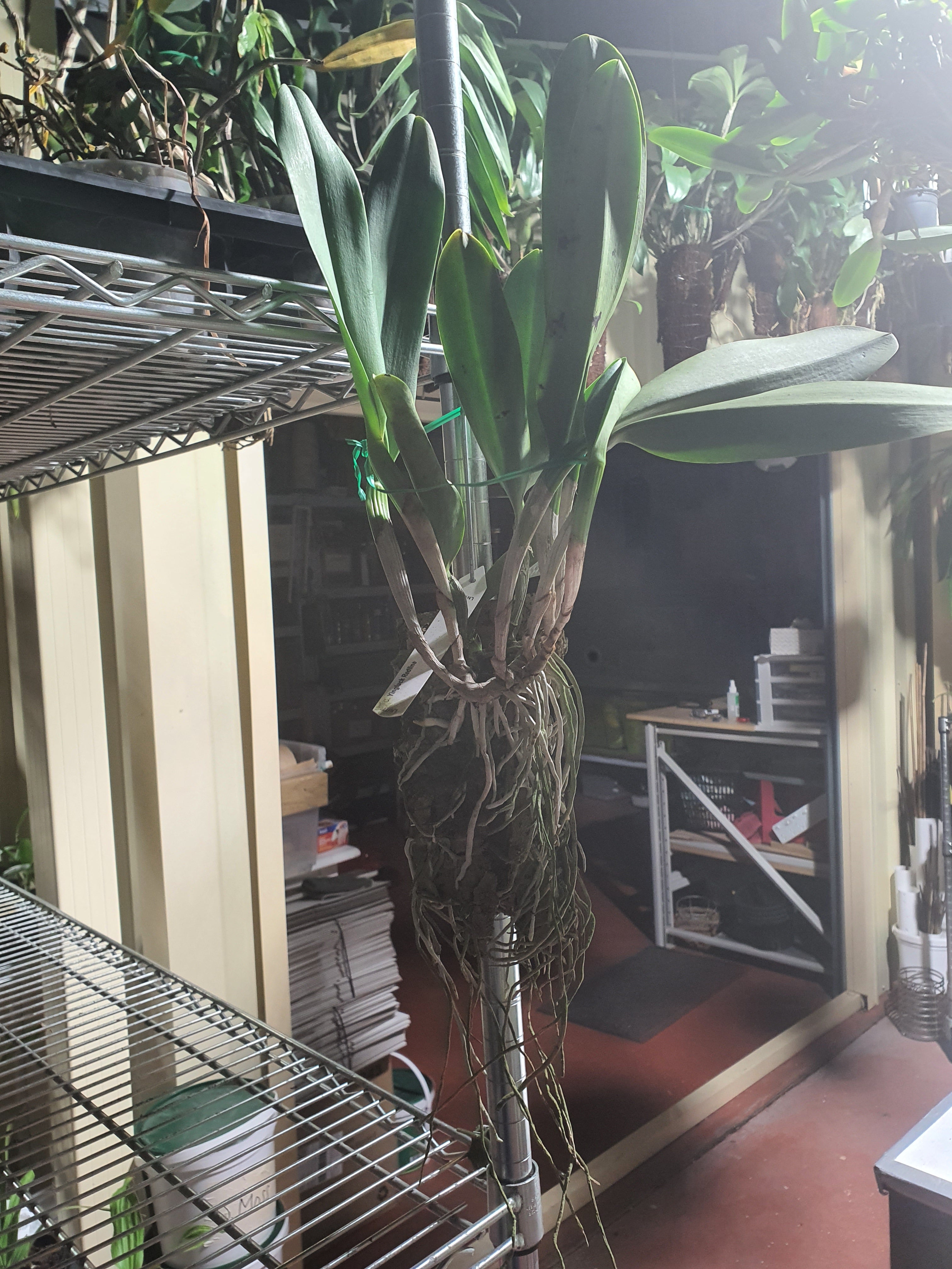 Cattleya Yingluck Redline Secondary image