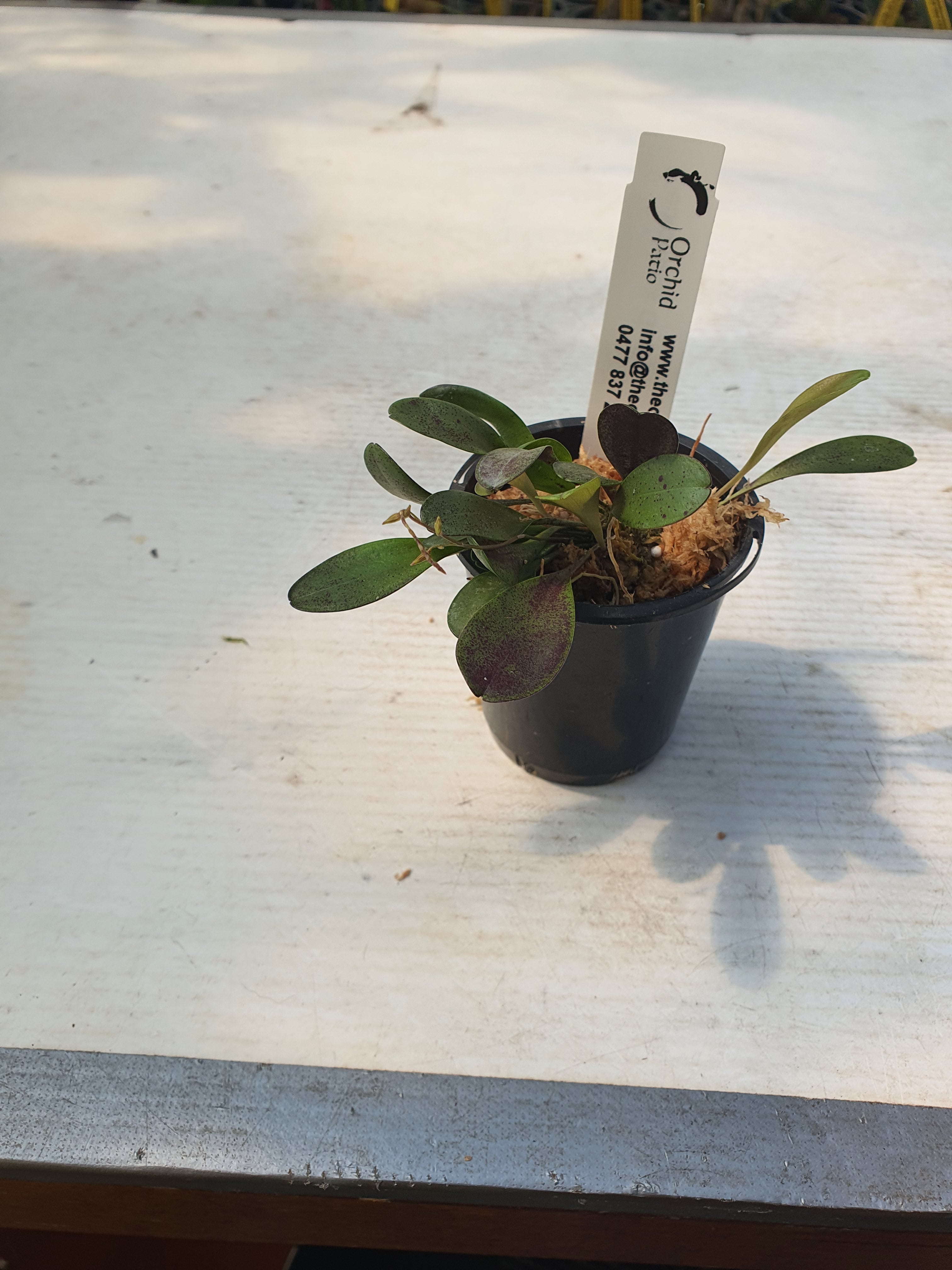 Pleurothallis (Specklinia) Grobyi Secondary image