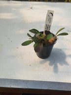 Pleurothallis (Specklinia) Grobyi