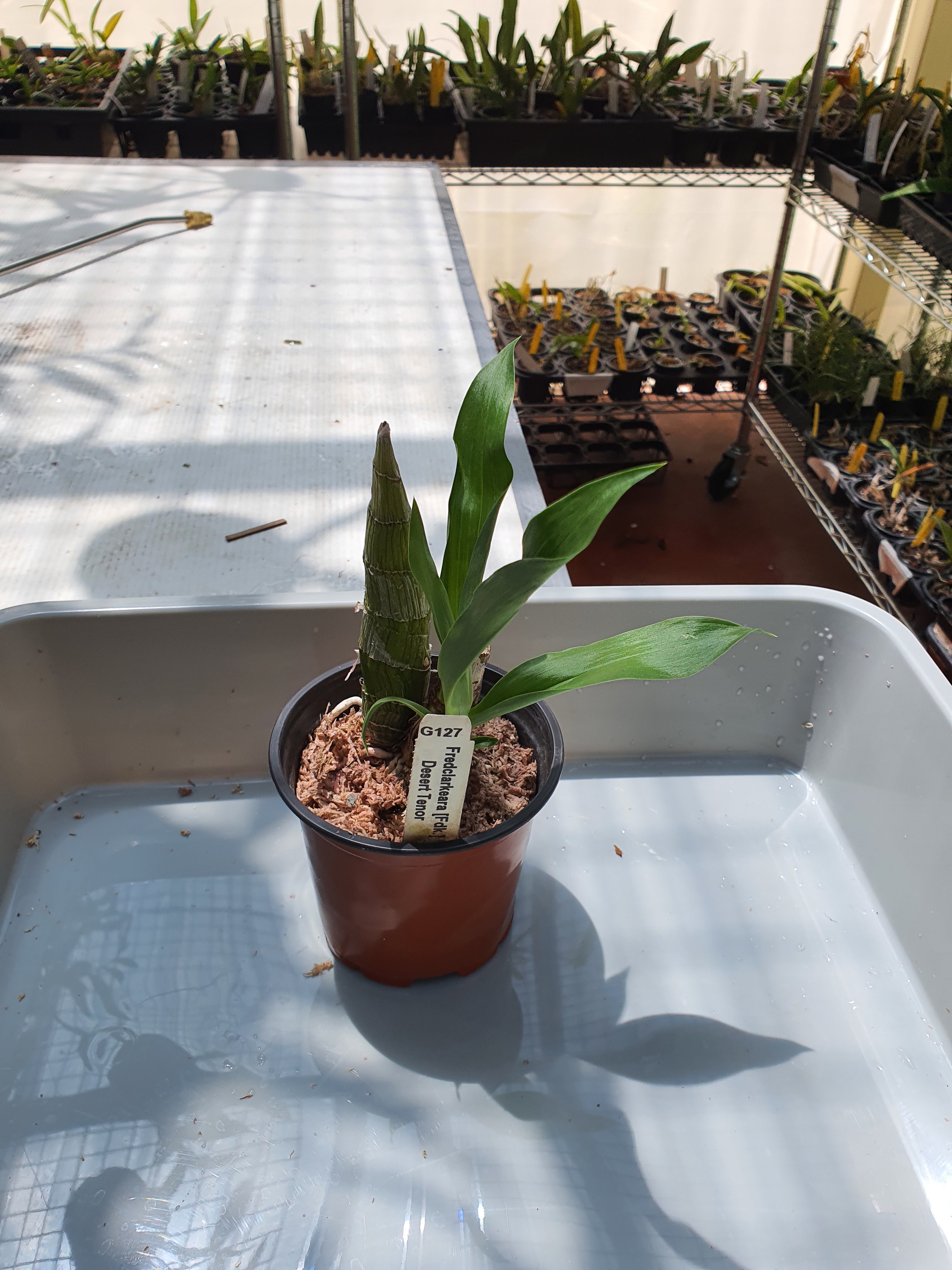 Fredclarkea (FDK.) Desert Tenor Secondary image