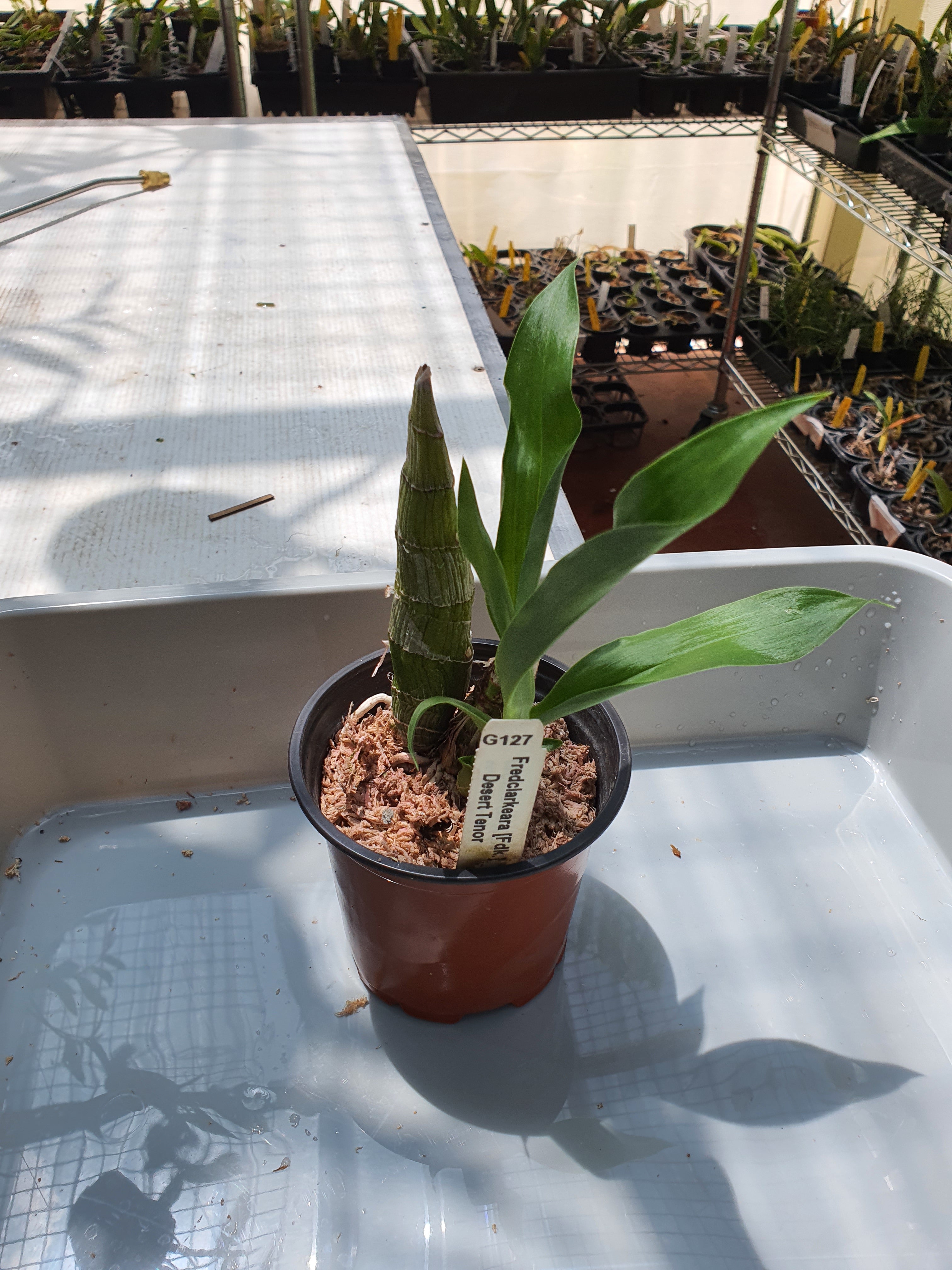 Fredclarkea (FDK.) Desert Tenor