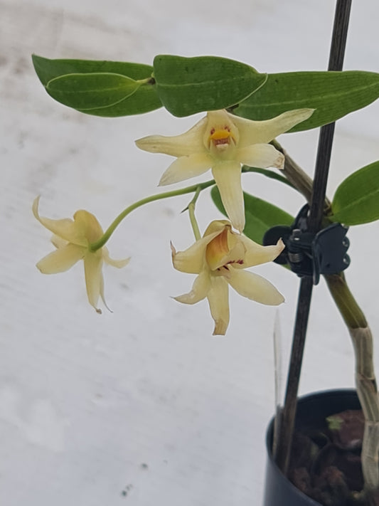 Dendrobium Tosaense Var. Alba ( Japan)