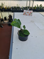 Coelogyne Galeata ( Highly Fragrant )