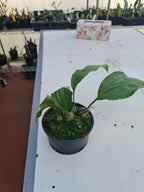 Coelogyne Galeata ( Highly Fragrant )