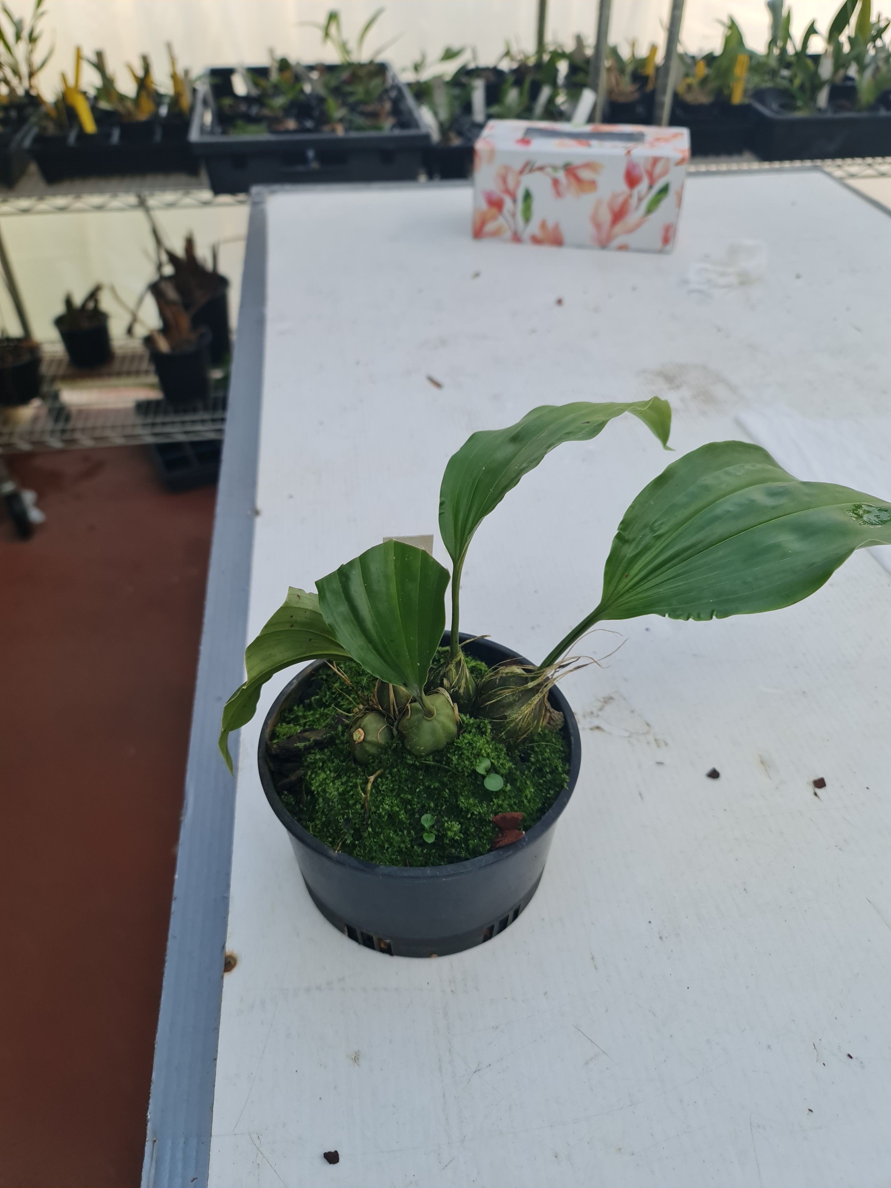 Coelogyne Galeata ( Highly Fragrant )