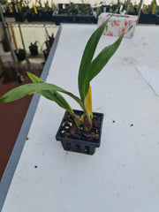 Acineta Chrysantha ( Fragrant Species)