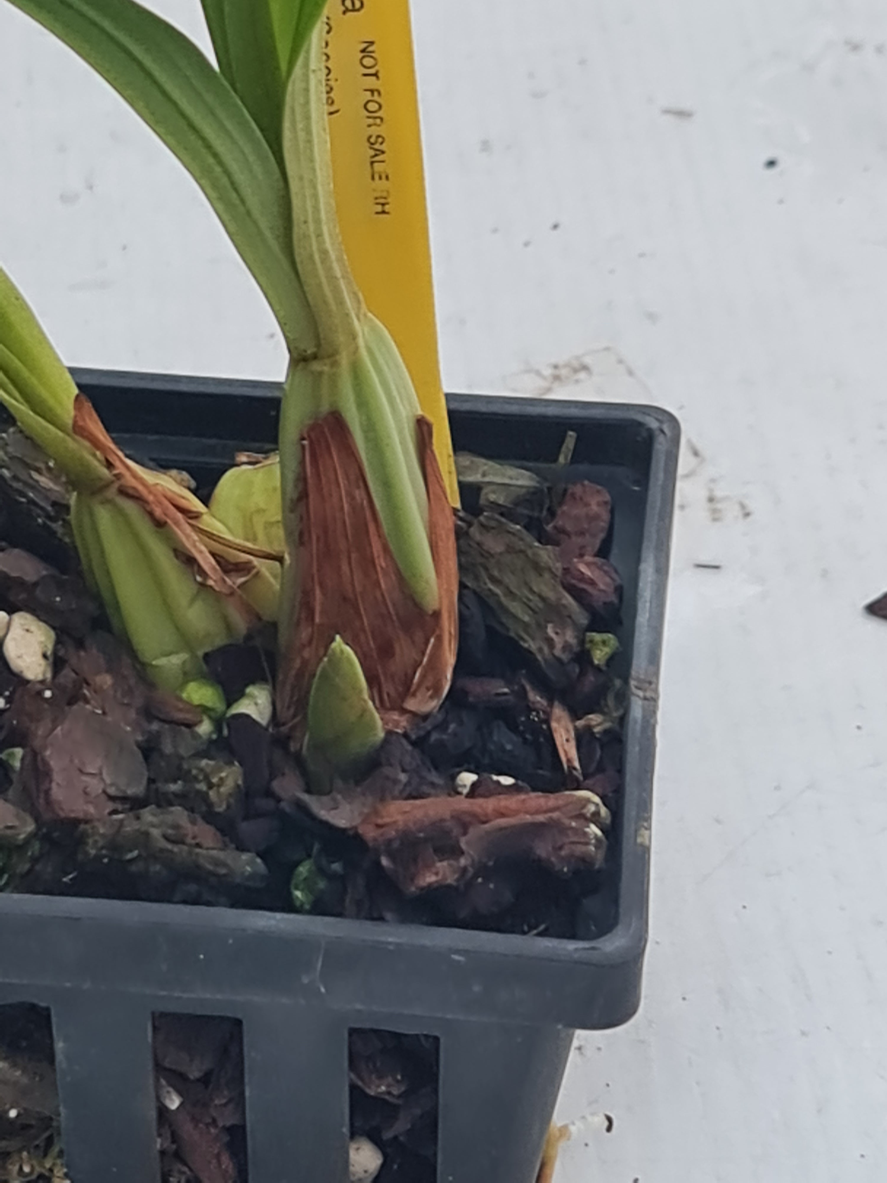 Acineta Chrysantha ( Fragrant Species)