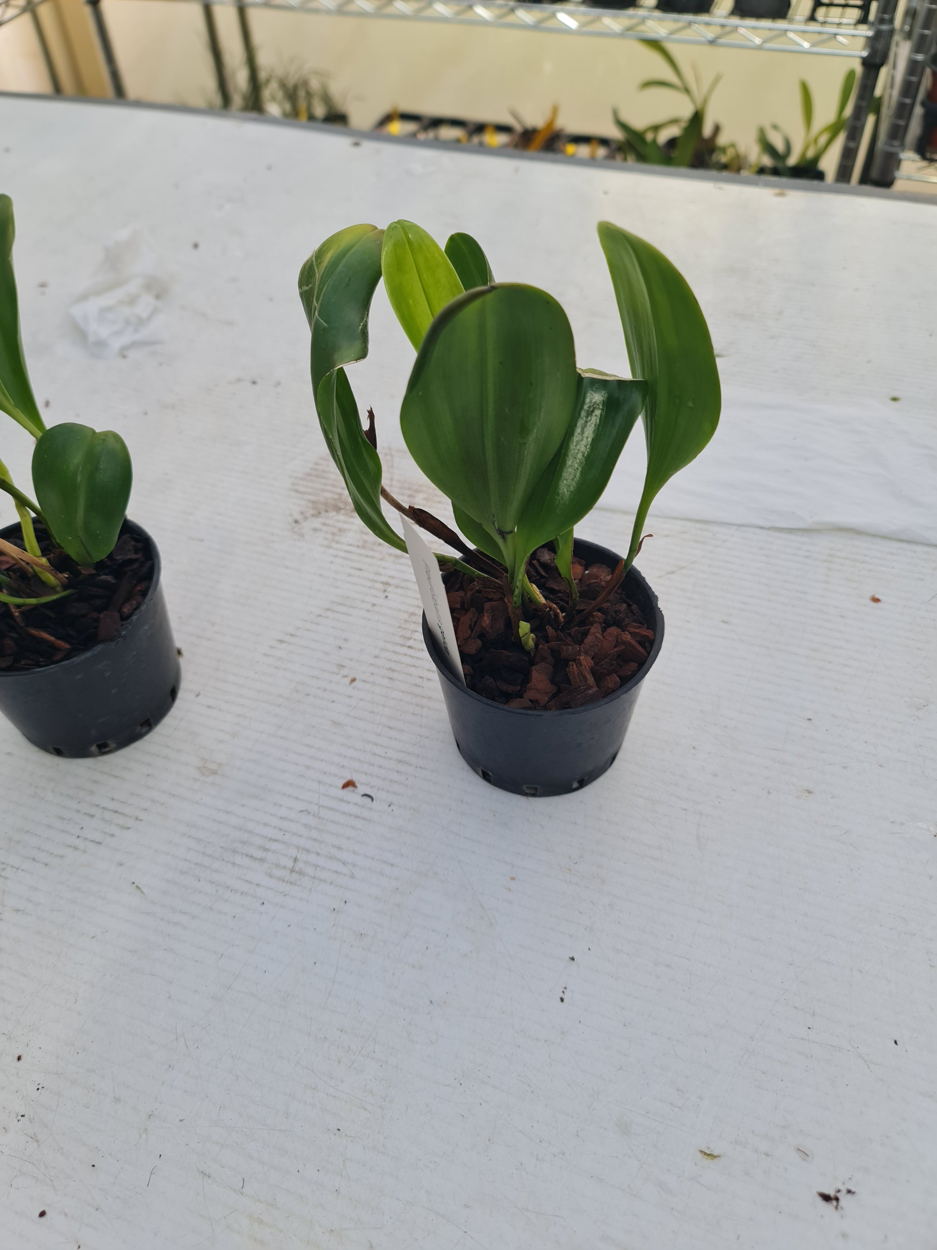 Pleurothallis Gelida