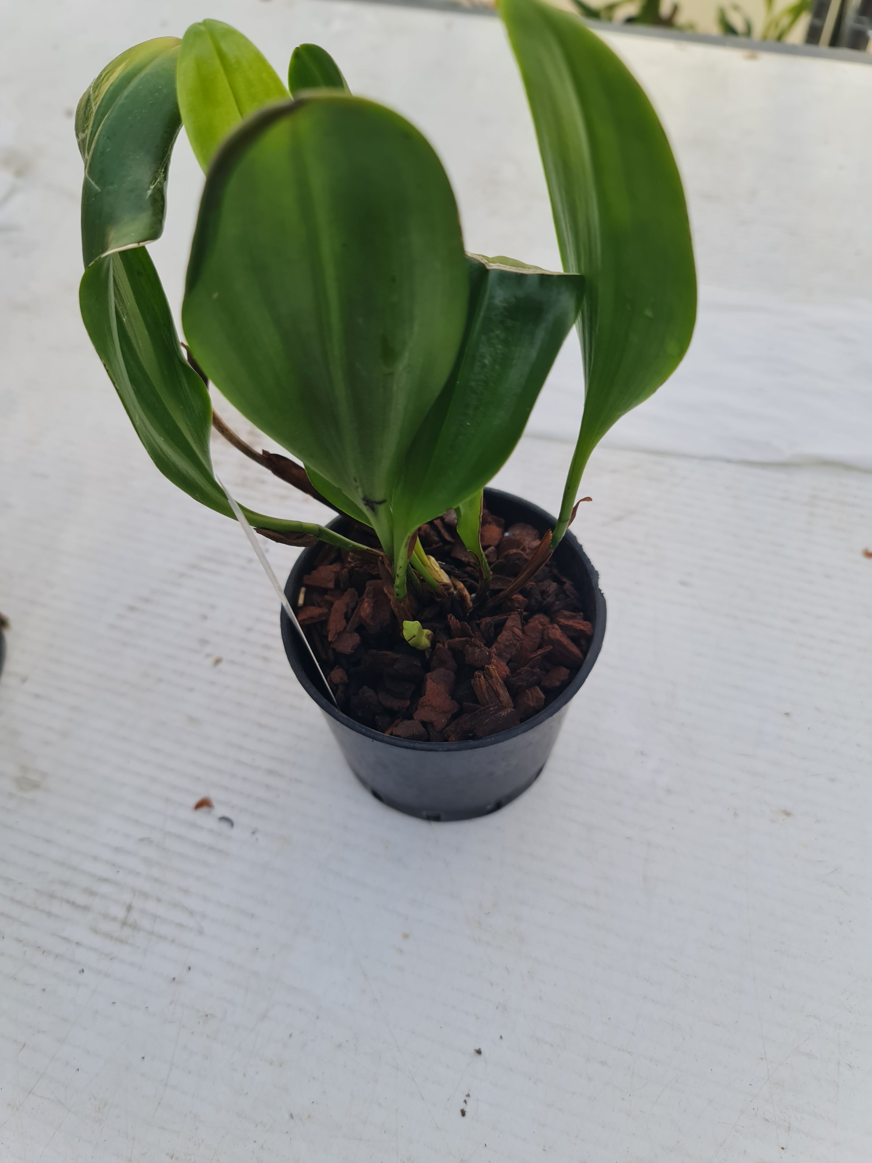 Pleurothallis Gelida