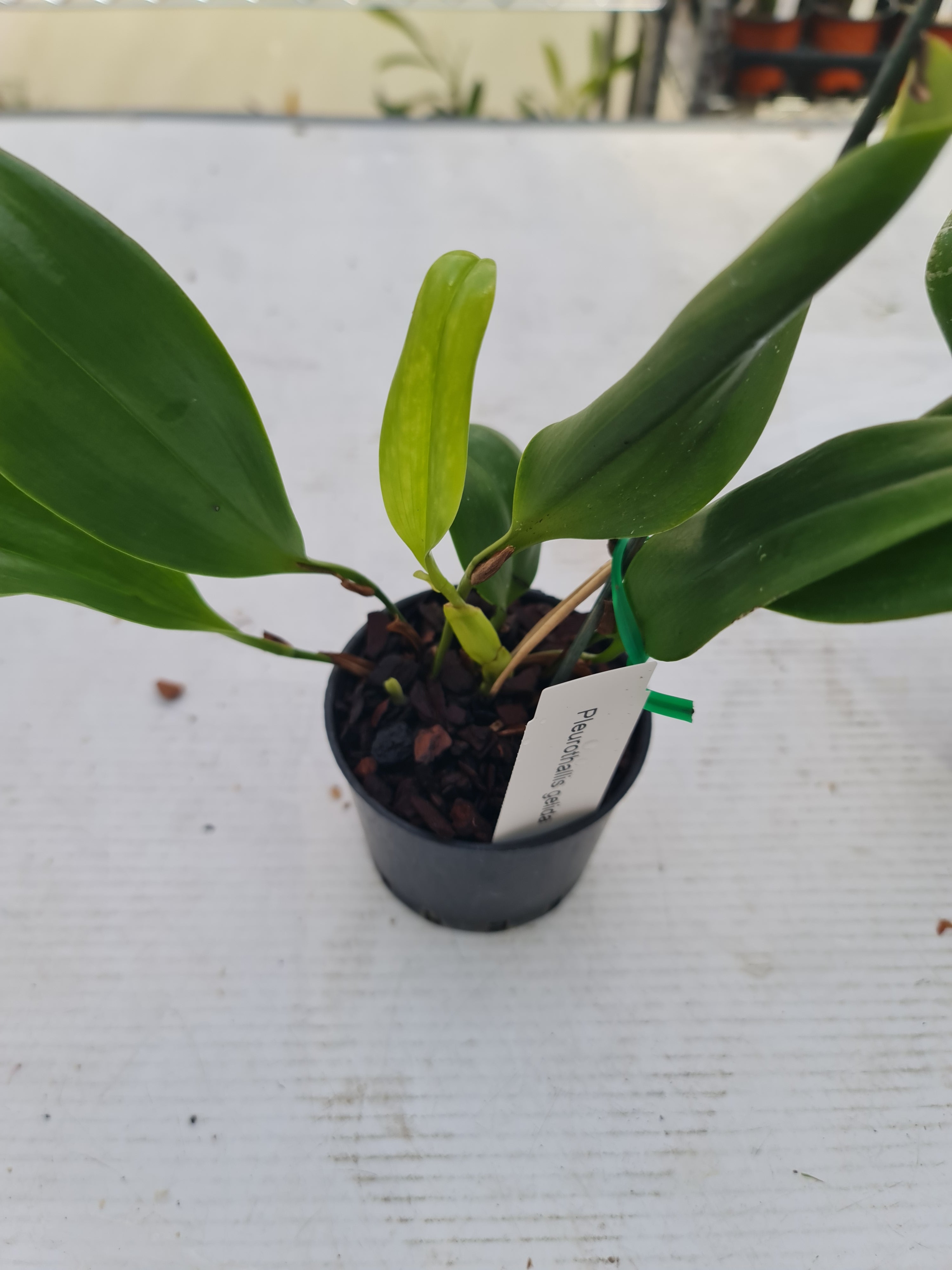 Pleurothallis Gelida