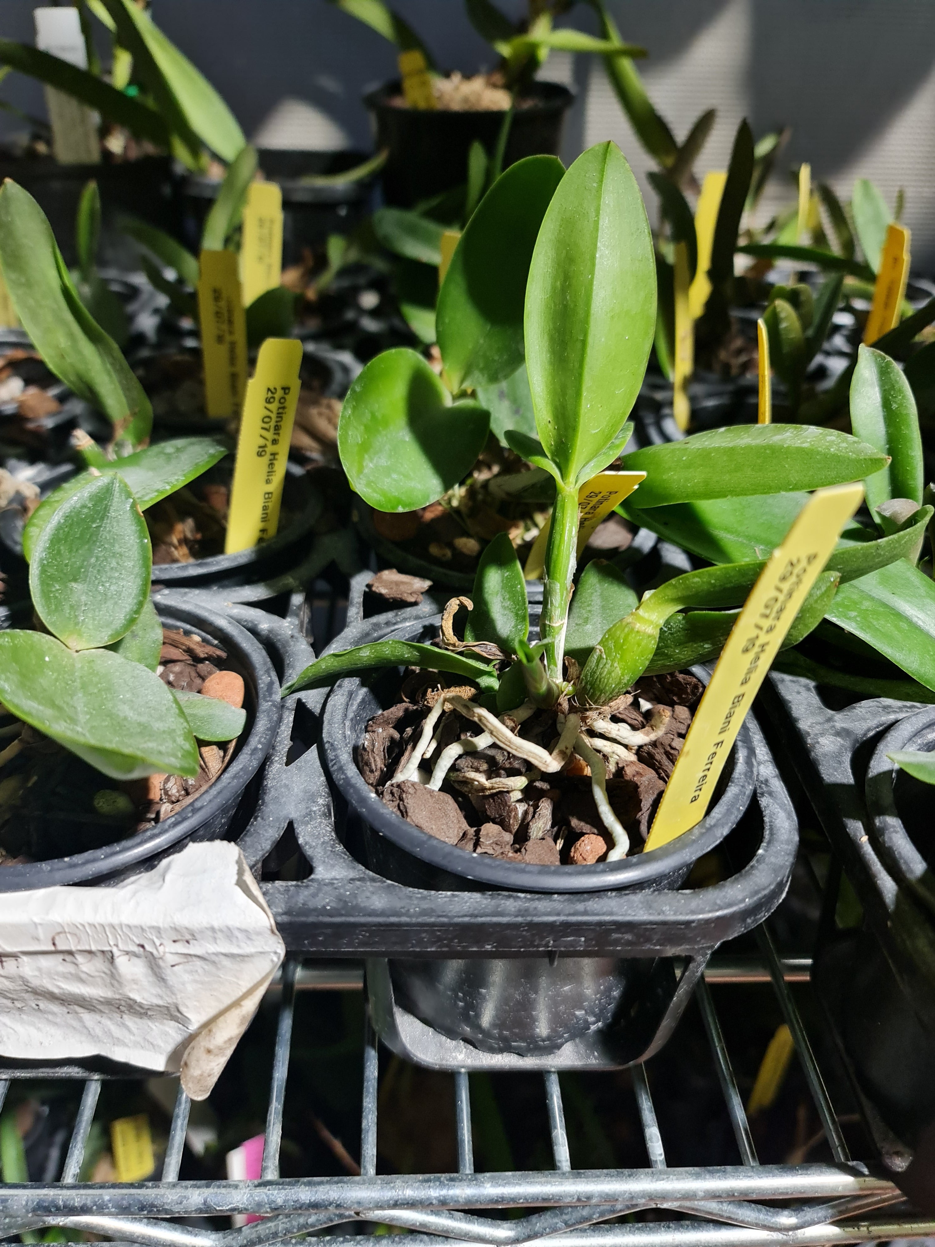 Potinara elia Biani ferreira ( Fragrant ) Secondary image