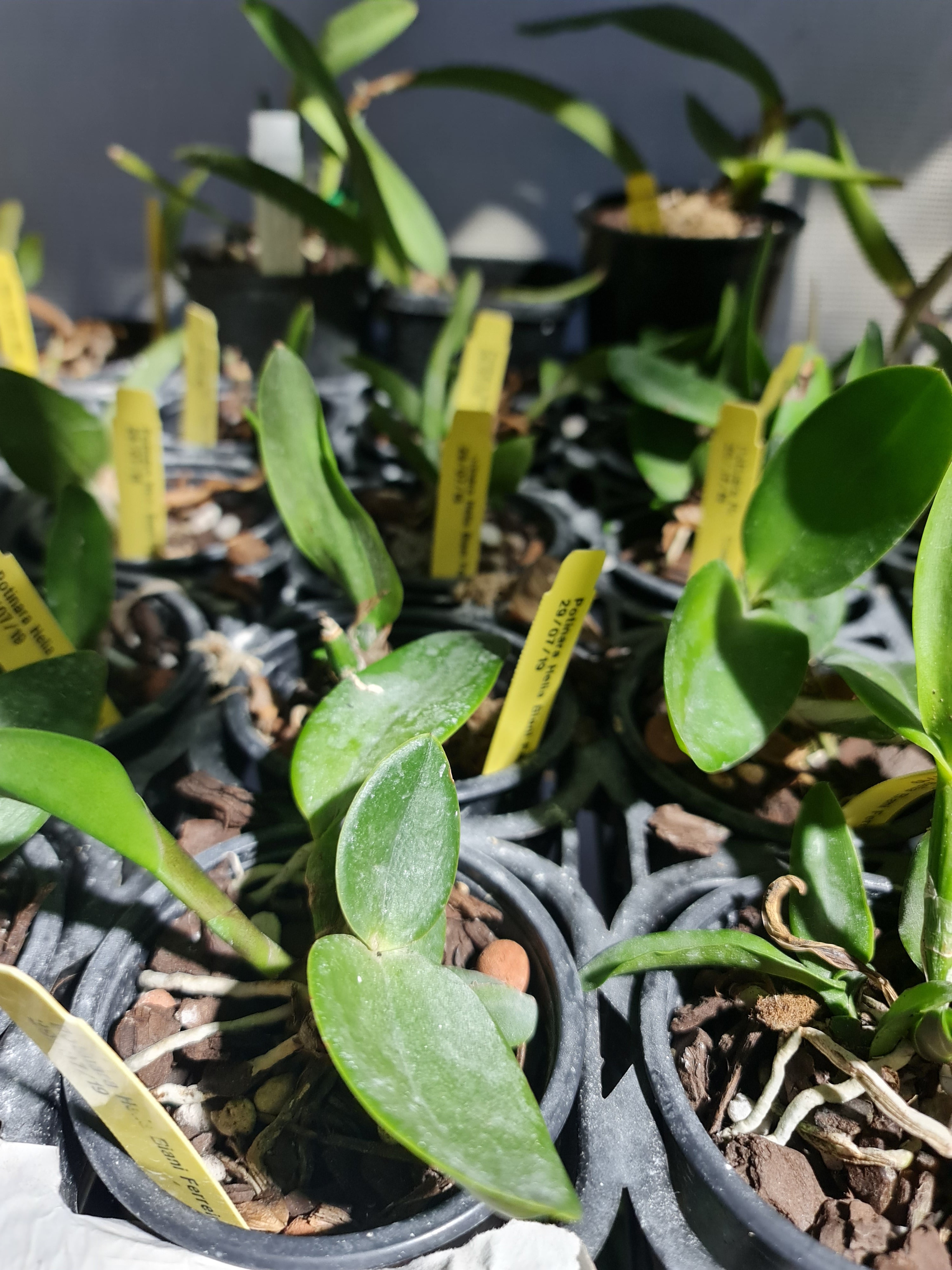 Potinara elia Biani ferreira ( Fragrant )