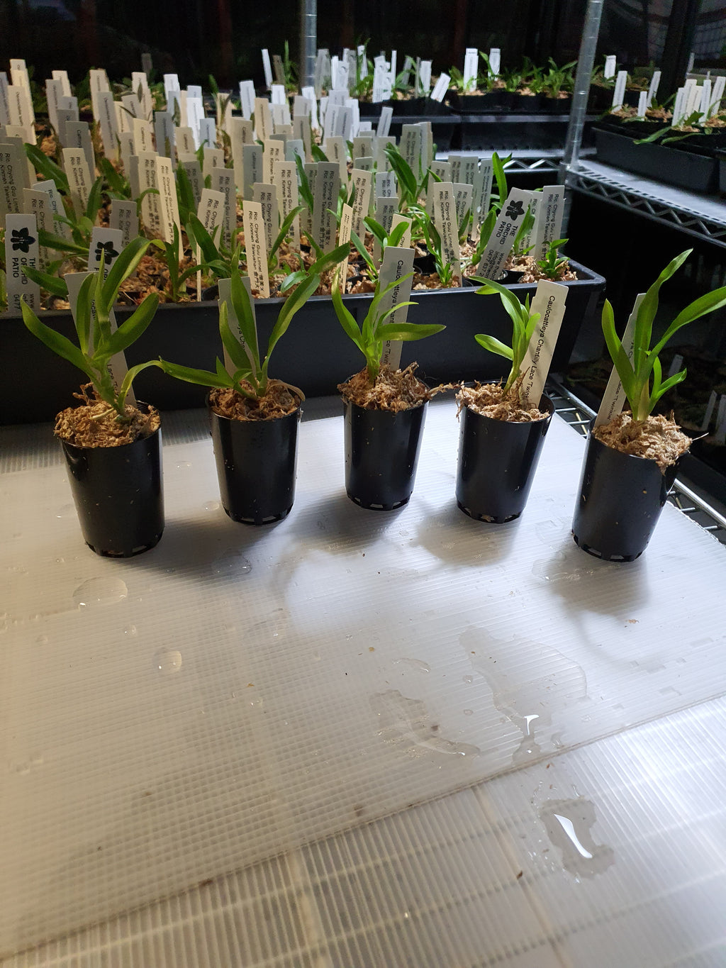 TOP- Caulocattleya Chantilly Lace 'Twinkle' HCC/AOS ( Fragrant )