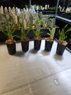 TOP- Caulocattleya Chantilly Lace 'Twinkle' HCC/AOS ( Fragrant )