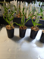 TOP- Caulocattleya Chantilly Lace 'Twinkle' HCC/AOS ( Fragrant )