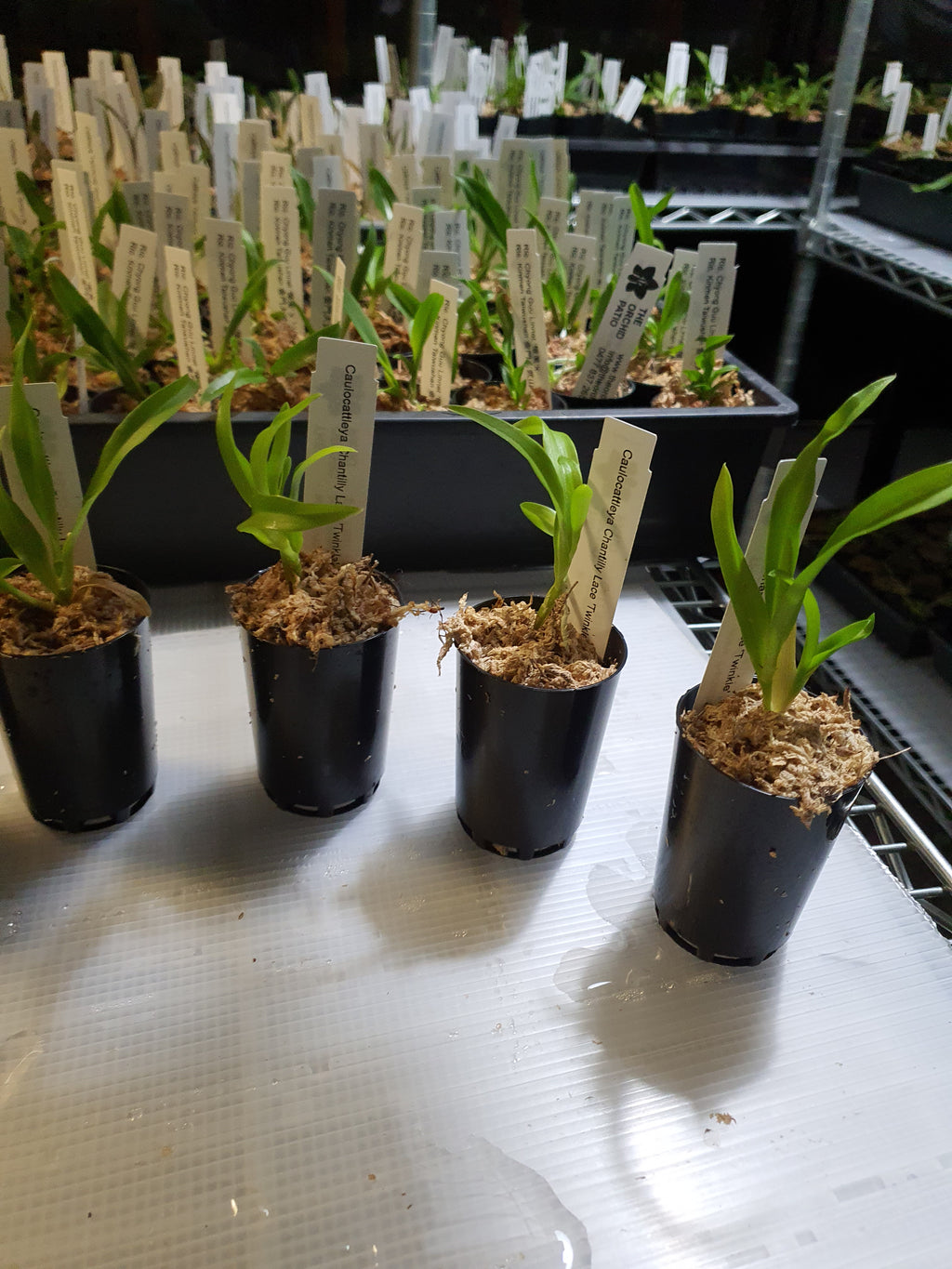 TOP- Caulocattleya Chantilly Lace 'Twinkle' HCC/AOS ( Fragrant )