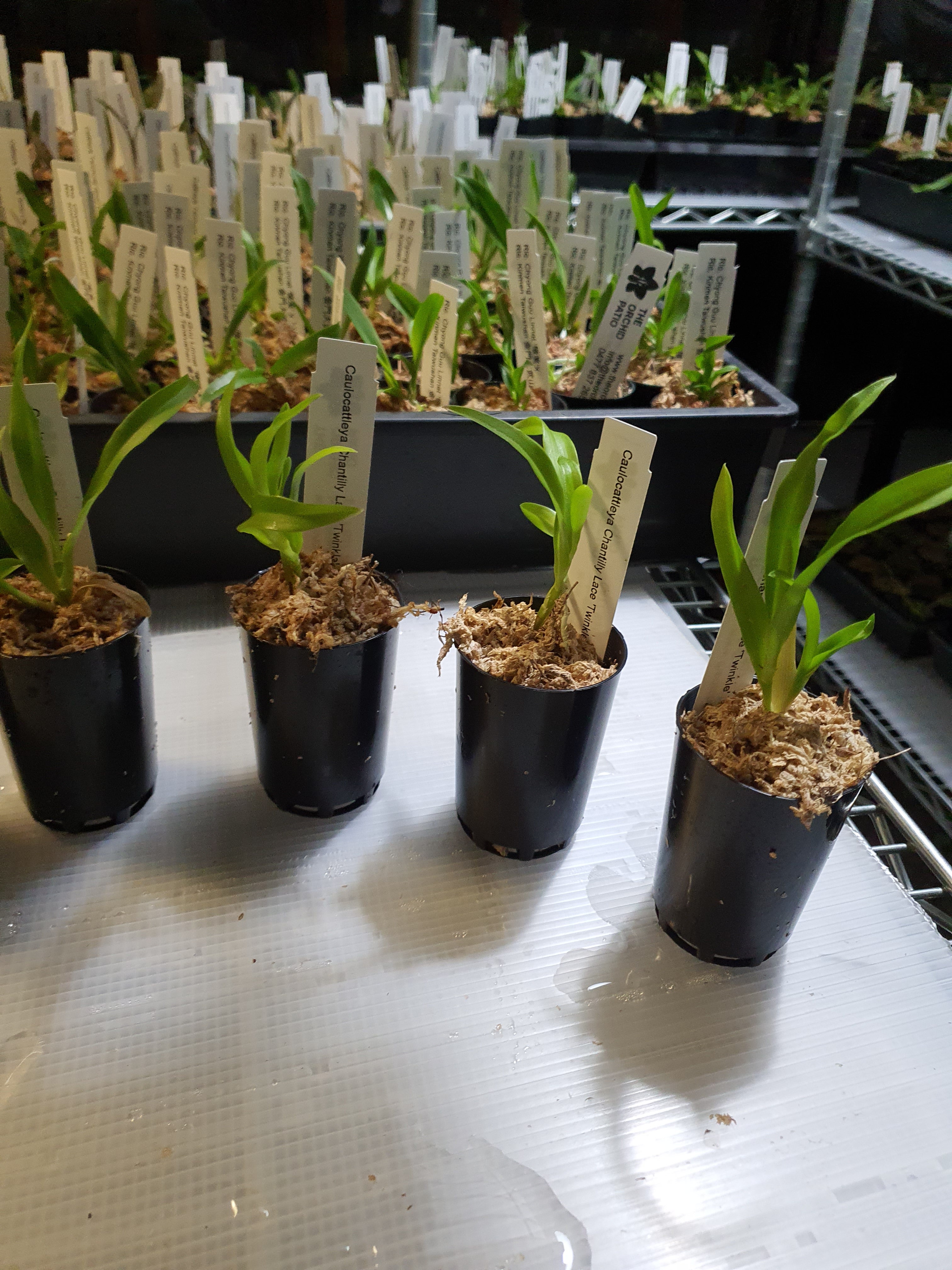 TOP- Caulocattleya Chantilly Lace 'Twinkle' HCC/AOS ( Fragrant )